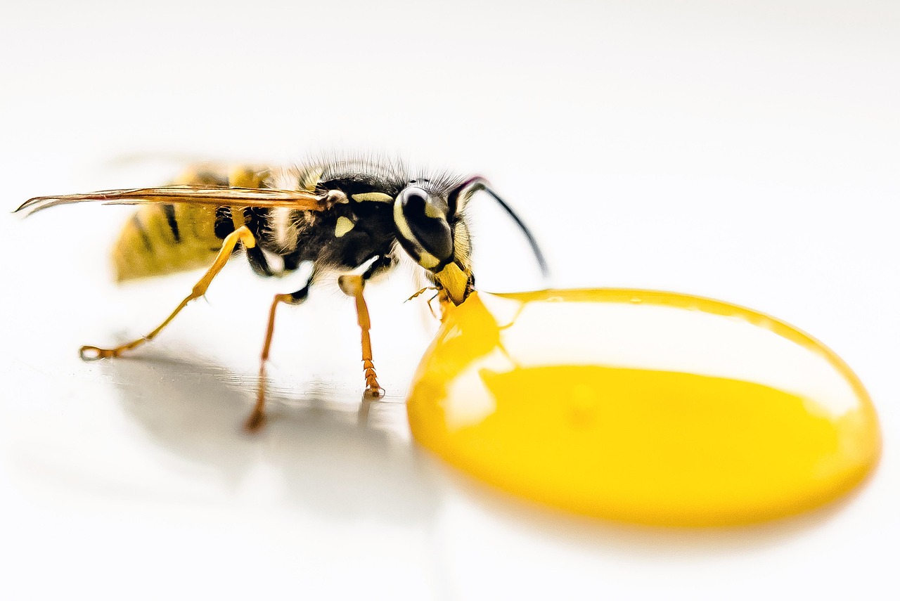 酵素青汁とマカプラスで活力を高める方法は？