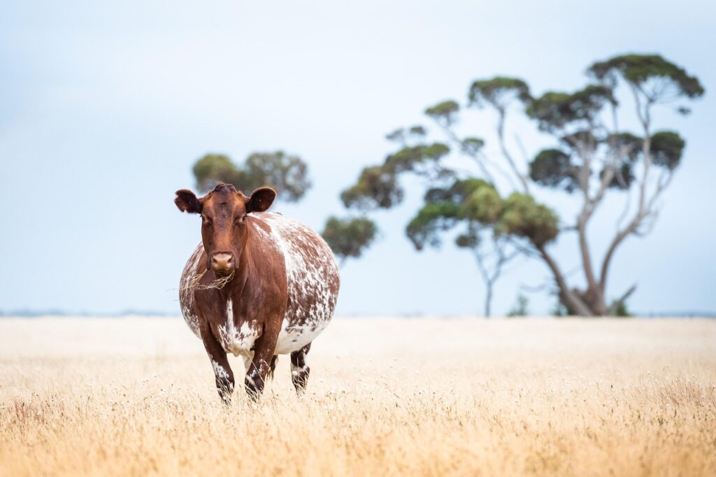 妊娠中に注意すべき酵素青汁の選び方は？