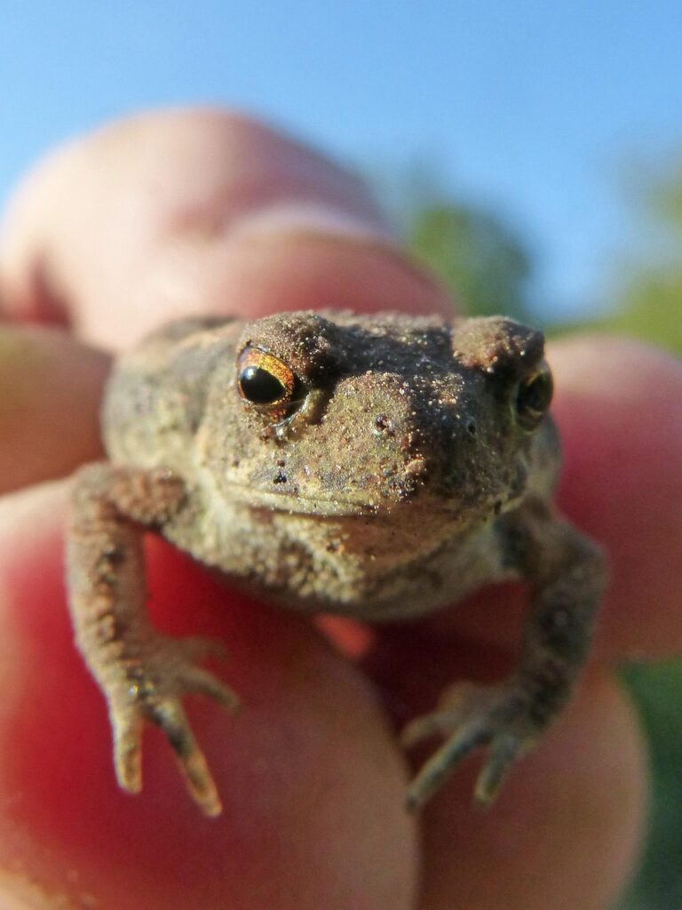 酵素青汁が肌荒れ予防に効果的とされる理由は？