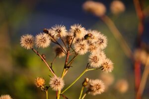酵素青汁が中性脂肪に与える影響とは？