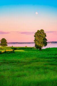 酵素青汁とプラセンタの効果的な飲み方は？