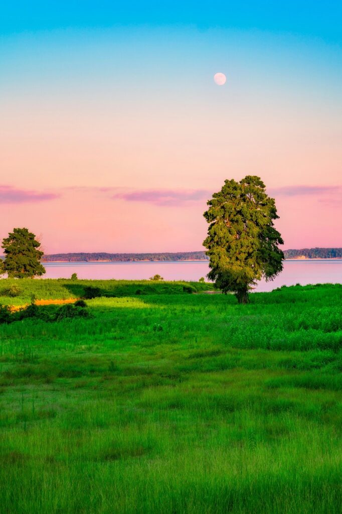 酵素青汁とプラセンタの効果的な飲み方は？