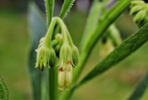 酵素青汁を使ったニキビ対策にはどんな効果がある？