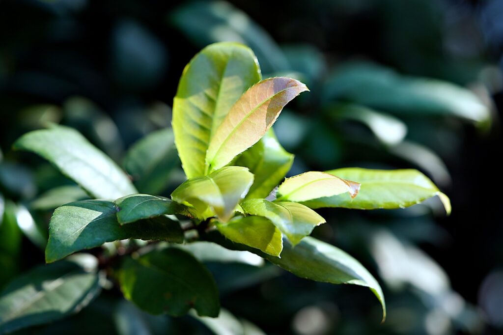 酵素青汁を年間で飲む場合の費用はどのくらい？