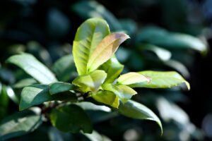 酵素青汁を年間で飲む場合の費用はどのくらい？