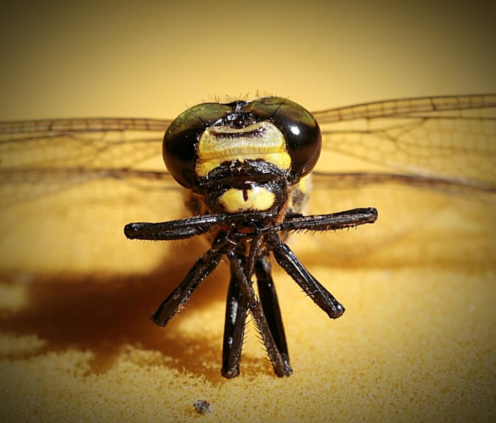 酵素青汁を飲み続けることで得られる健康効果は？