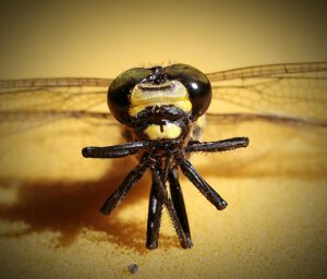 酵素青汁を飲み続けることで得られる健康効果は？