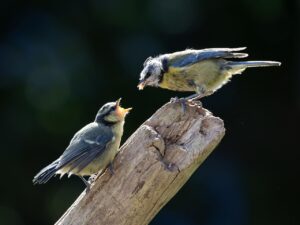 青汁は安い？おすすめの選び方と価格帯を徹底解説！